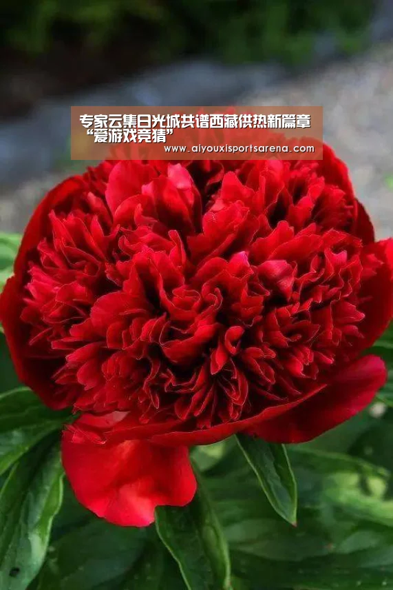 专家云集日光城共谱西藏供热新篇章“爱游戏竞猜”(图4) 爱游戏登录